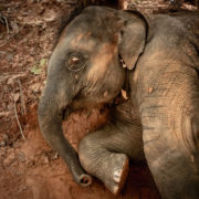 Donating money to a great cause can save an elephant today!